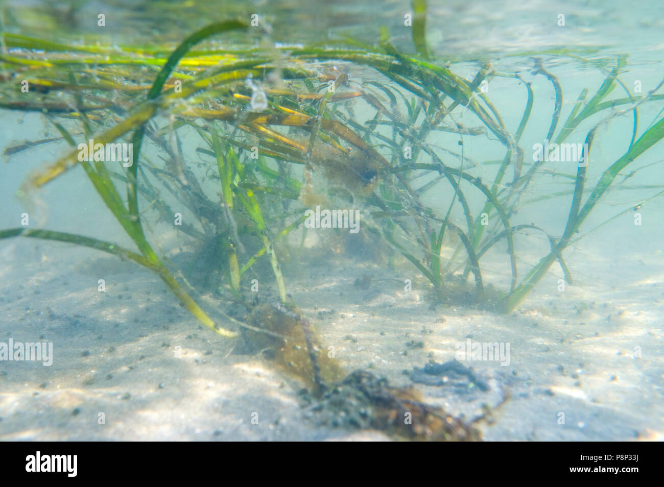 Gemeinsame Seegras plant Unterwasser bei hightide Stockfoto