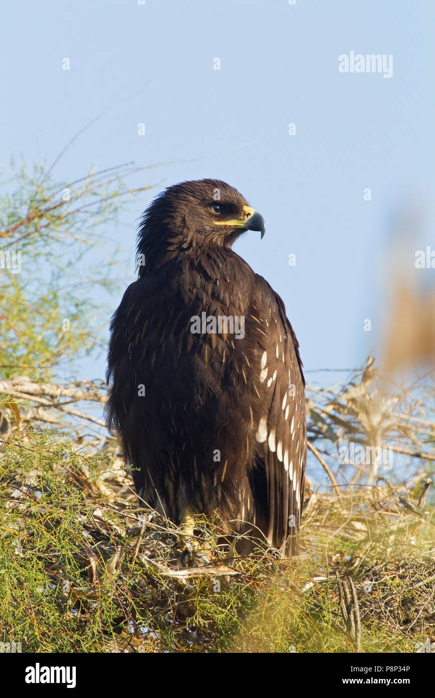 Thront Adler in Baum entdeckt Stockfoto