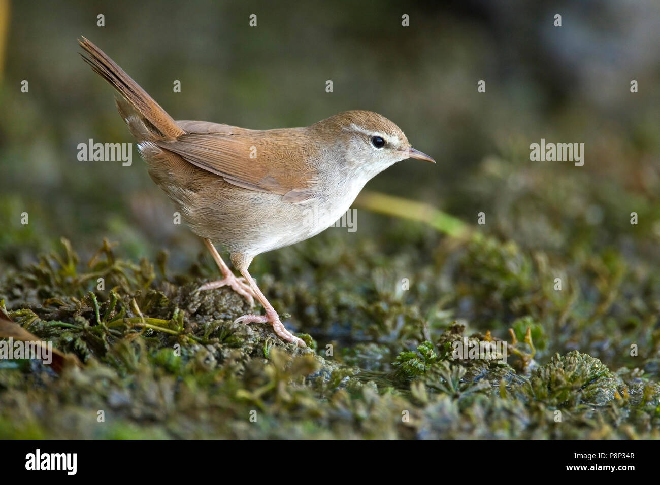 Seidensänger Grasmücke auf der Suche nach Nahrung im Marsh Stockfoto