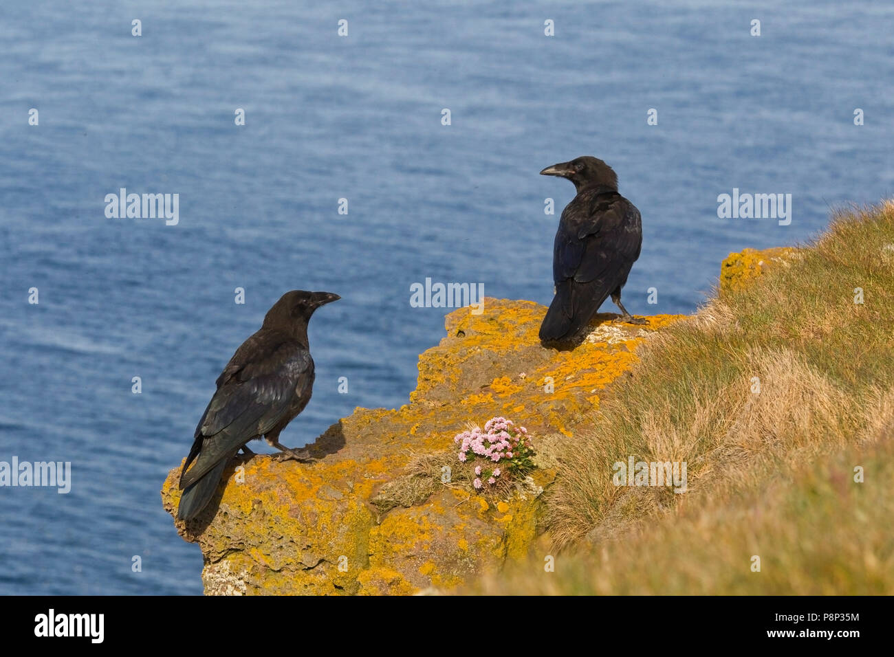 2 Gemeinsame Ravens in der Nähe der Kante des birdcliff Stockfoto