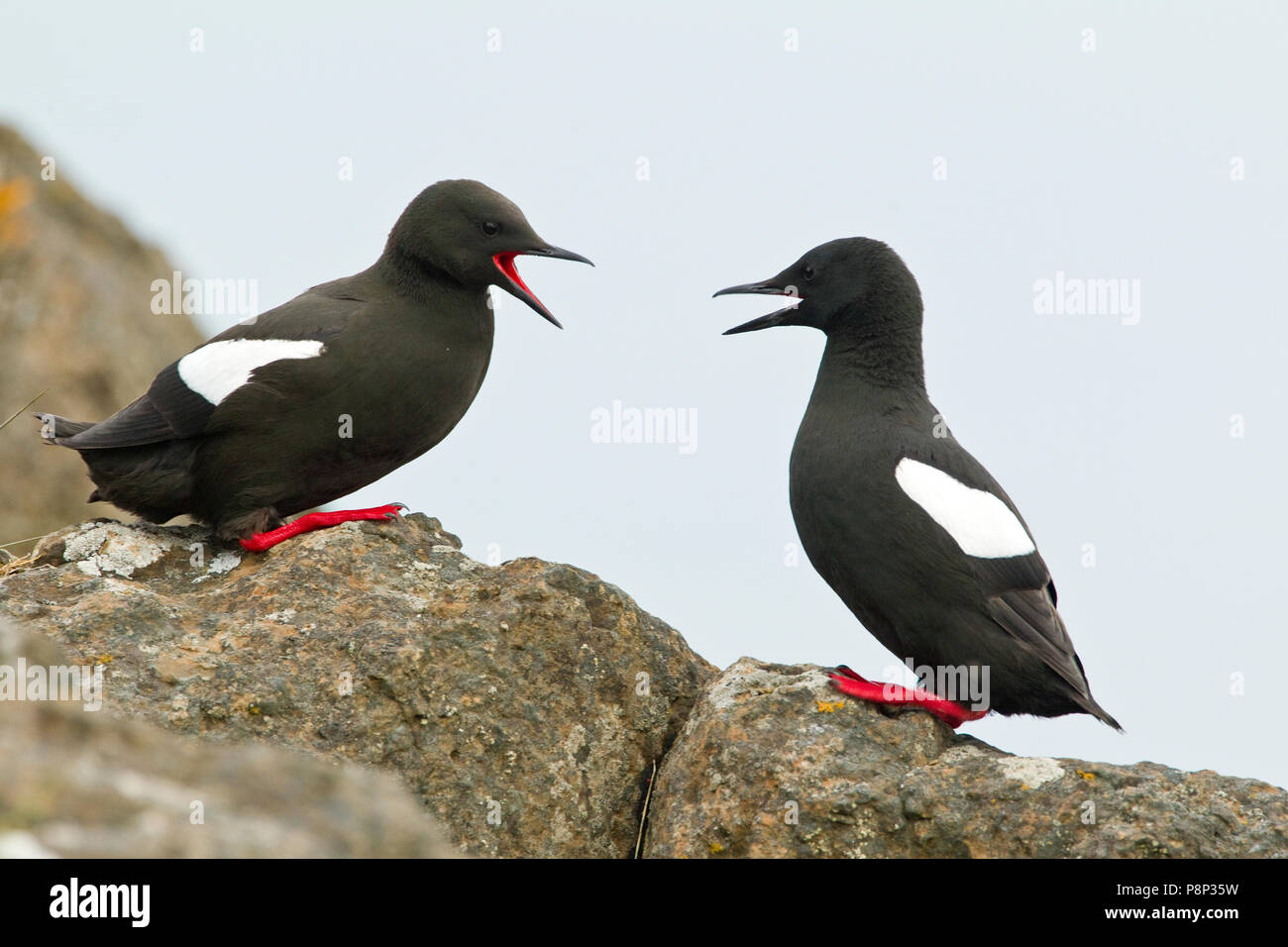 Angezeigte Gryllteisten auf felsigen Küste Stockfoto