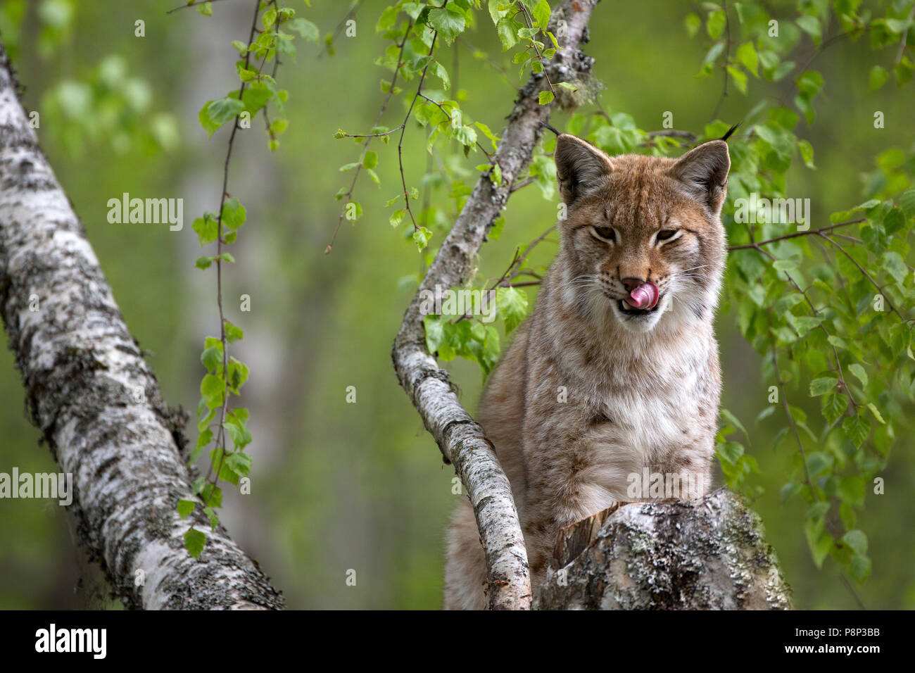 Luchs Lynx lynx; Stockfoto