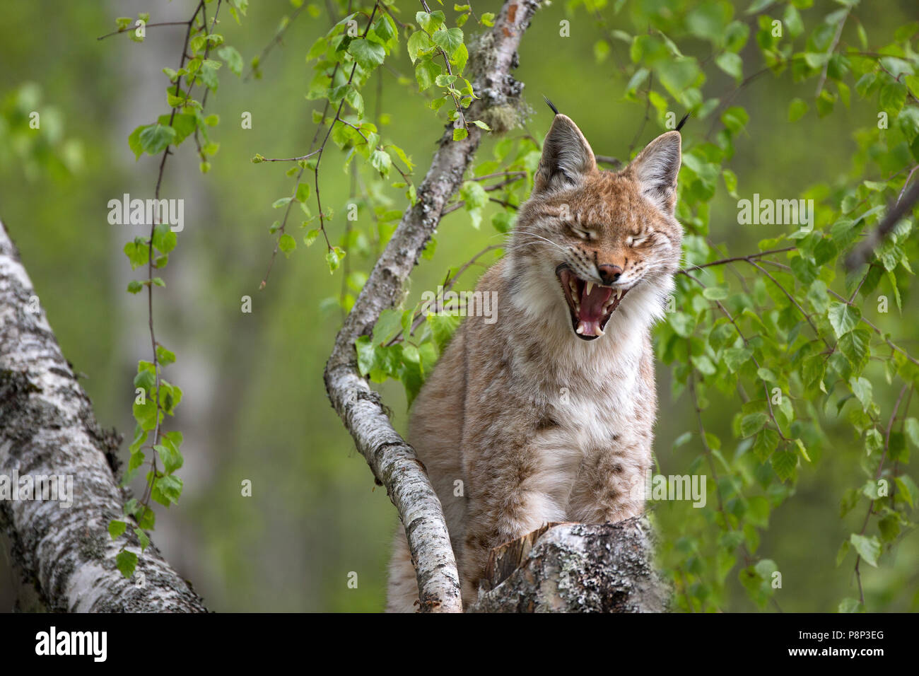 Luchs Lynx lynx; Stockfoto