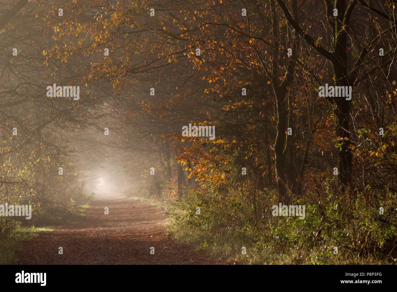 Waldweg im Herbst Stockfoto