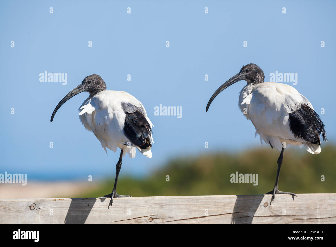 Zwei Australische Weiße Ibisse (Threskiornis Molukken) ruht auf Zaun Stockfoto