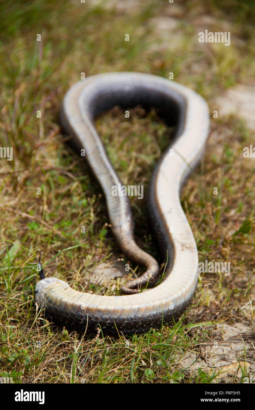 Eastern hognose snake (heterodon platyrhinos) tot Raubtiere abzuhalten Stockfoto