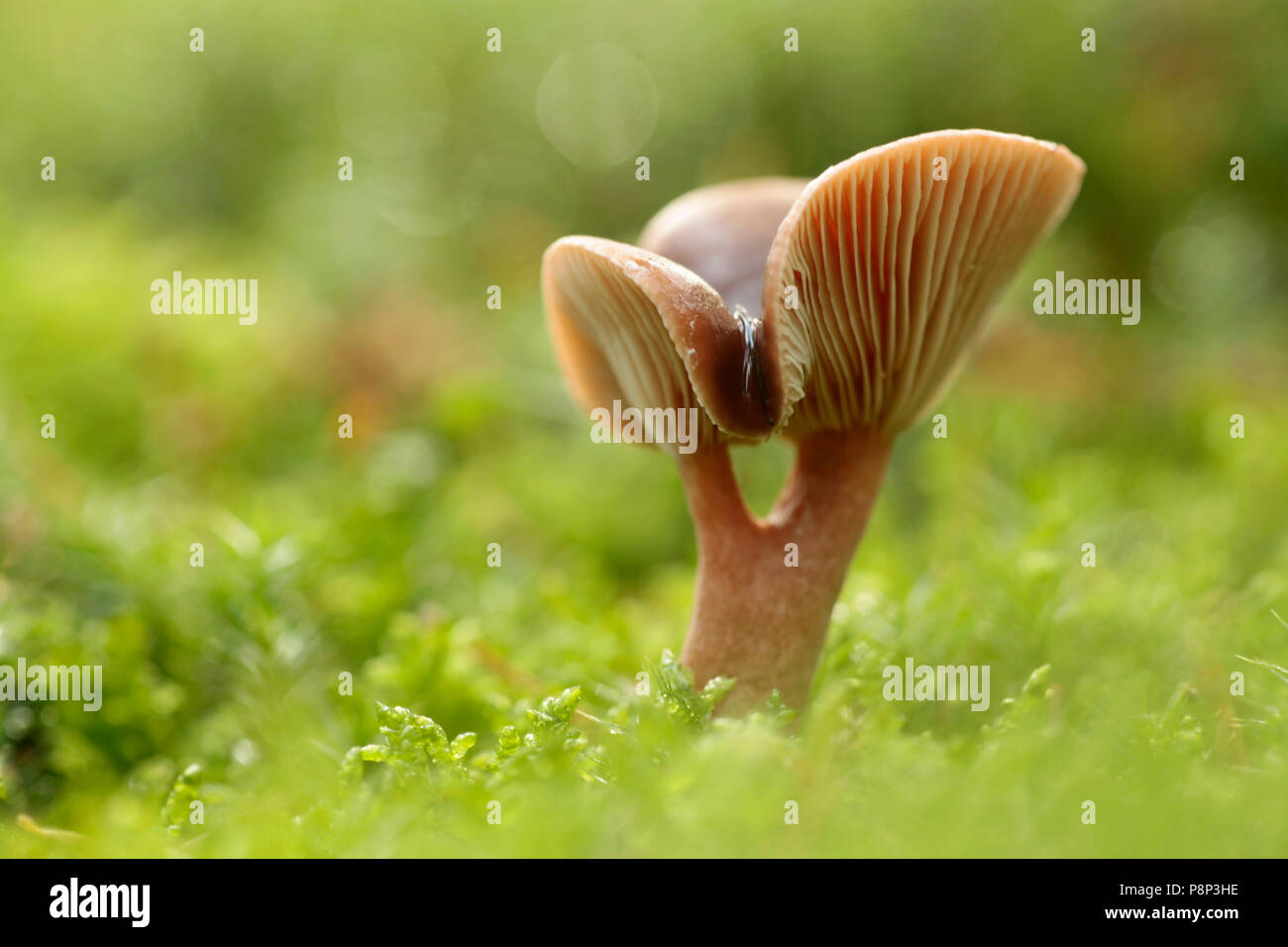 Die dunkel Ziegelrot Rufous Milkcap in einem Kiefernwald wächst. Stockfoto