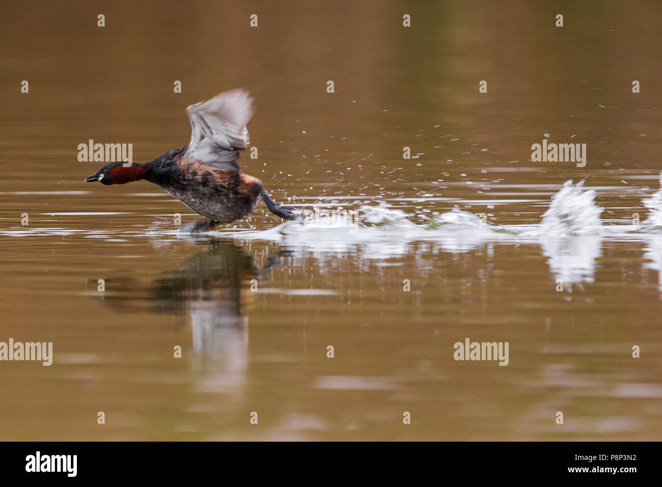 Zwergtaucher Tachybaptus ruficollis; Stockfoto
