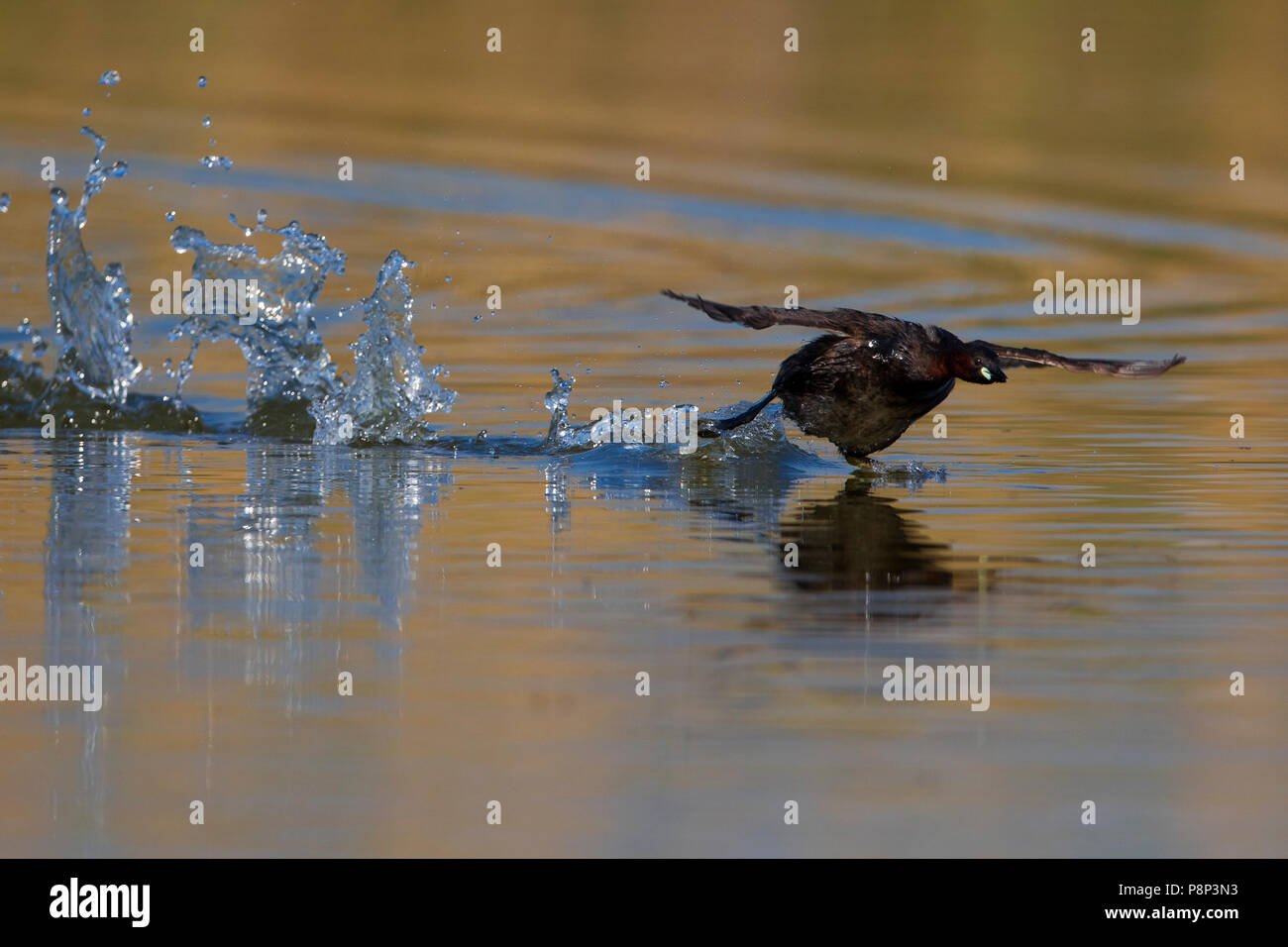 Zwergtaucher Tachybaptus ruficollis; Stockfoto