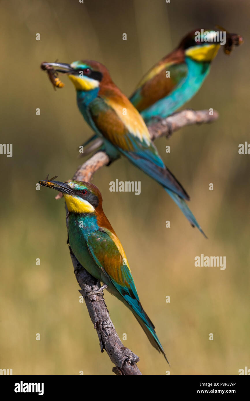 Thront europäischen Bienenfresser (Merops apiaster) Holding Insekt in ihren Gesetzentwurf Stockfoto