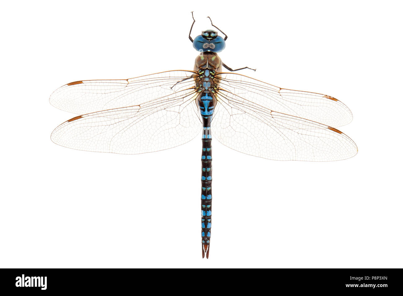 Blue-eyed Hawker gegen einen weißen Hintergrund isoliert Stockfoto