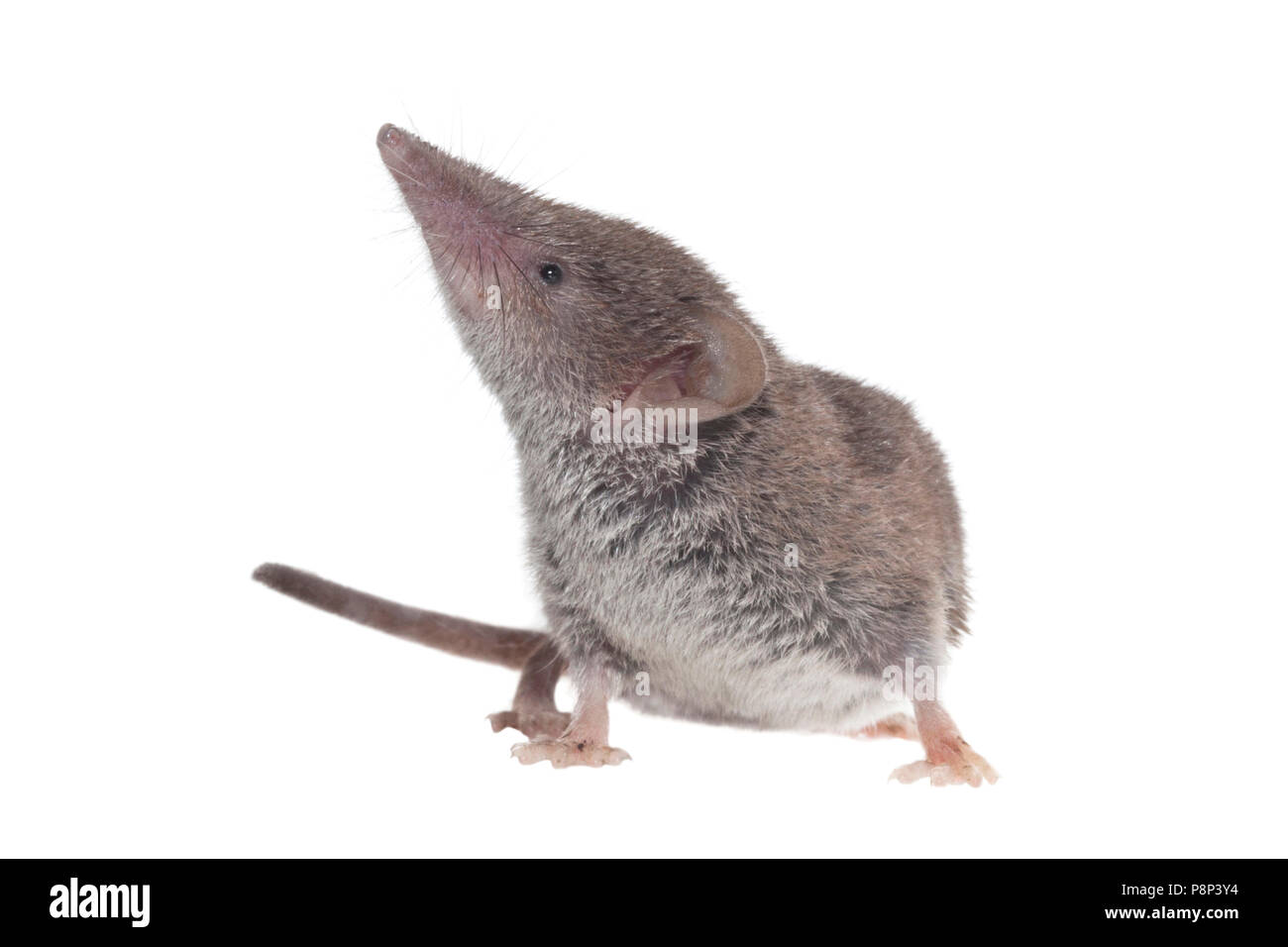 Mehr weiß - gezahnte spitzmaus vor einem weißen Hintergrund isoliert Stockfoto