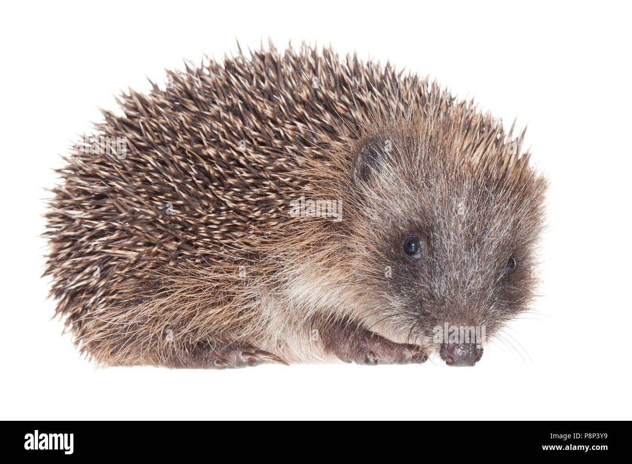Hedgehog isoliert gegen einen weißen Hintergrund Stockfoto