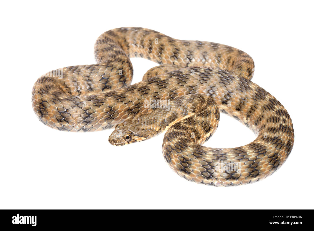 Viperine Schlange vor einem weißen Hintergrund isoliert Stockfoto