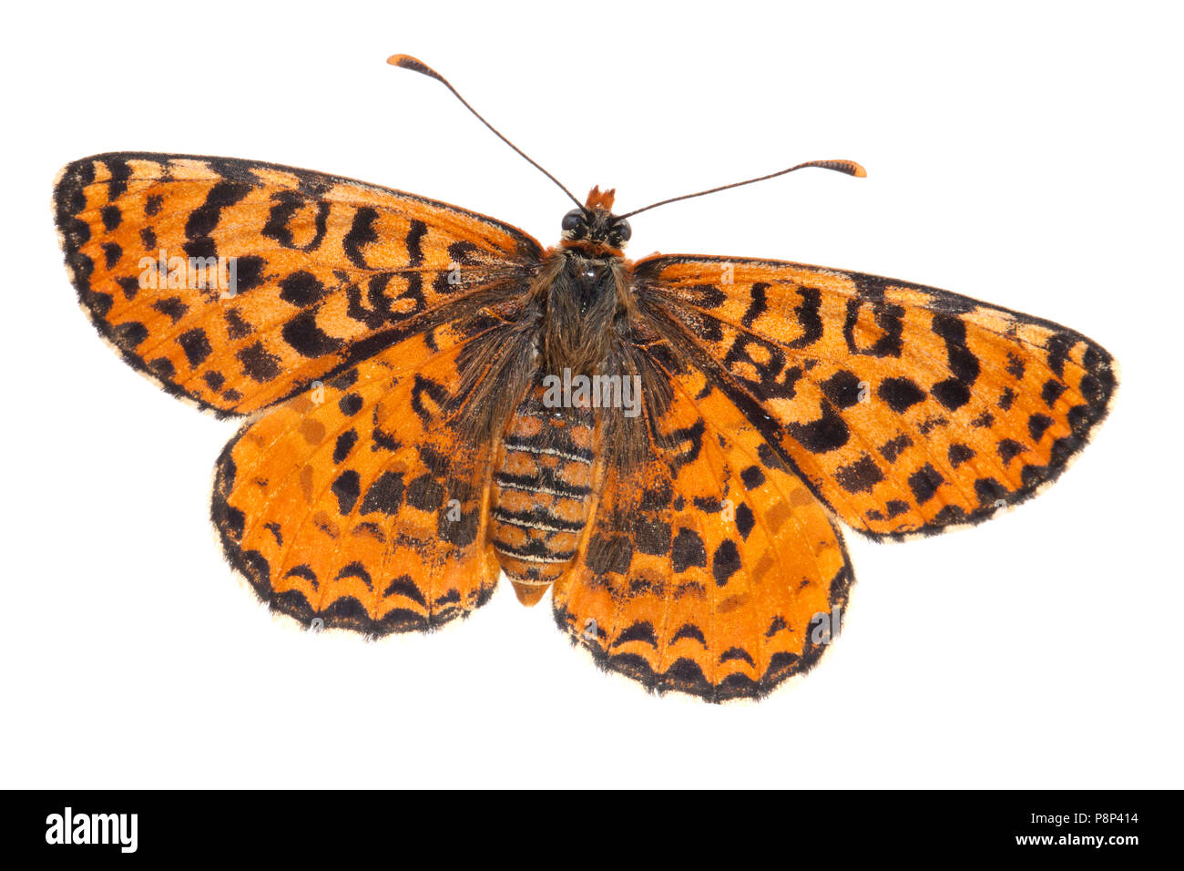 Flockenblume Fritillaryisolated vor einem weißen Hintergrund Stockfoto