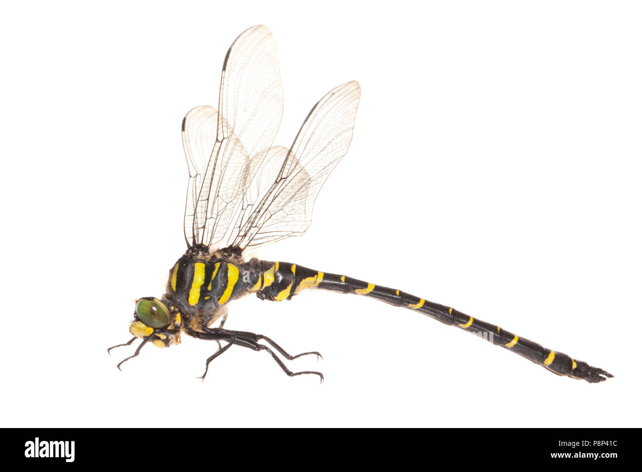 Golden-Dragonfly Beringt vor einem weißen Hintergrund isoliert Stockfoto