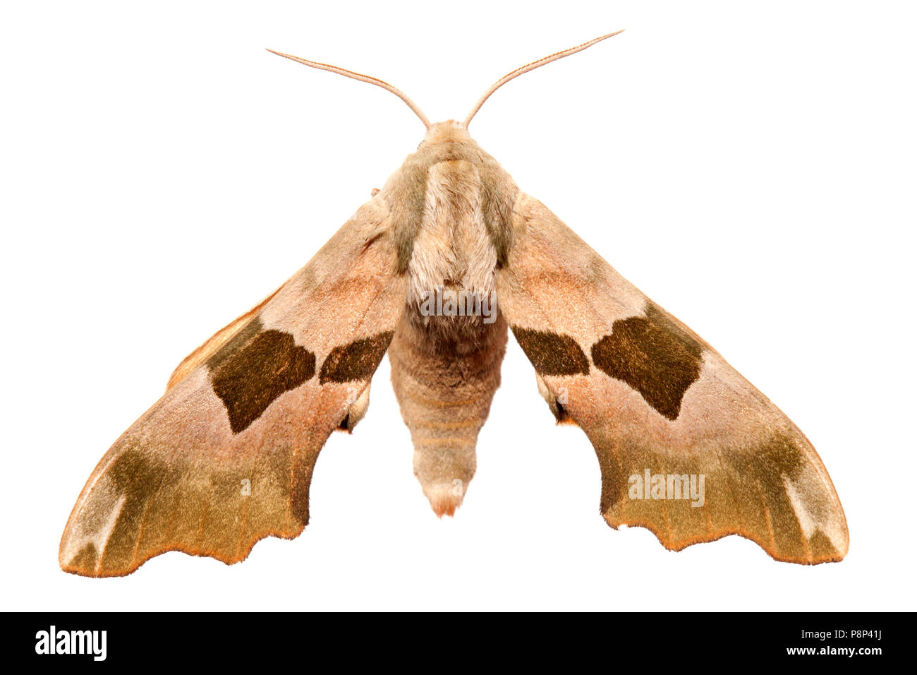 Lime Hawk-moth gegen einen weißen Hintergrund isoliert Stockfoto