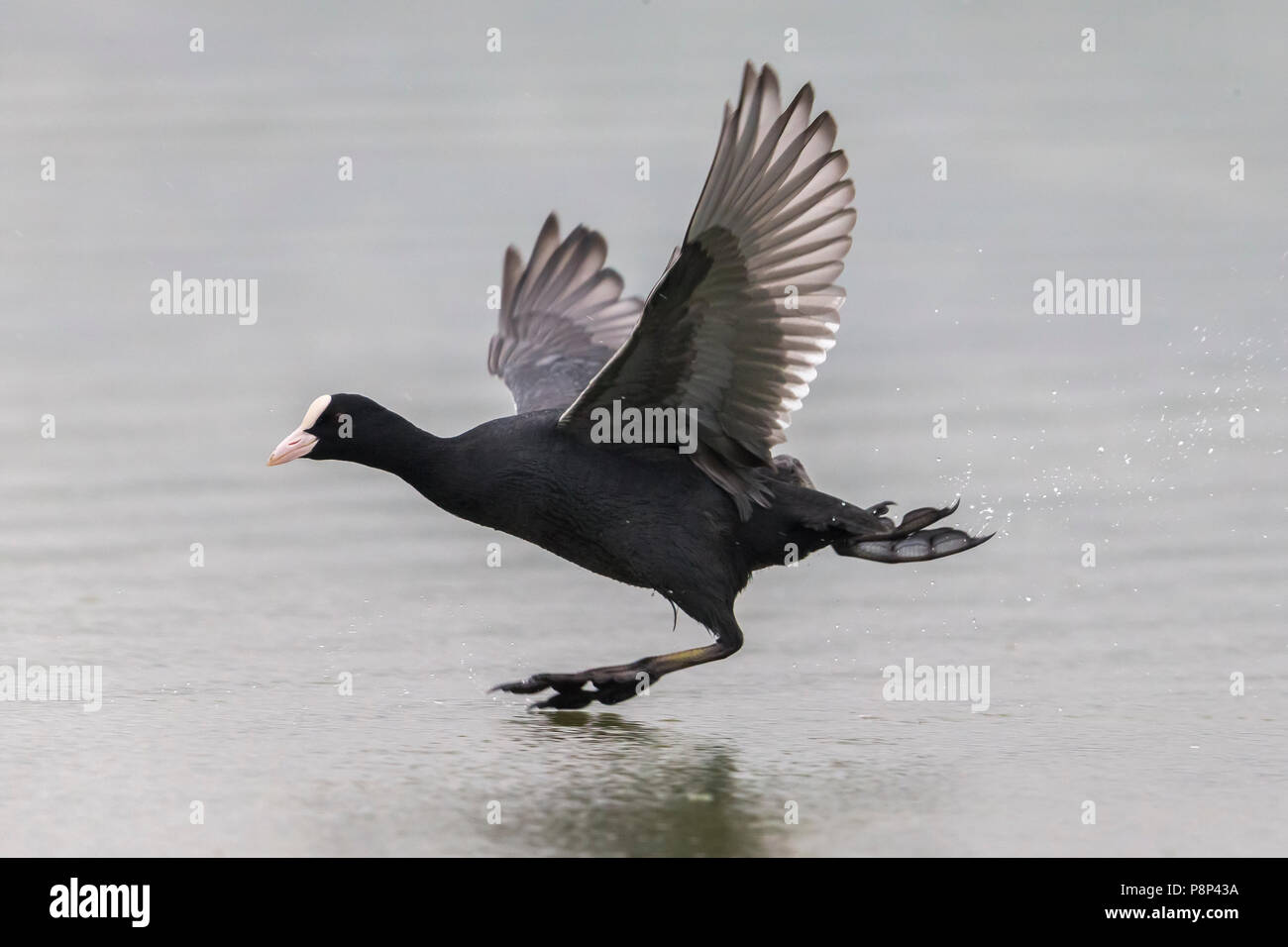 Eurasischen Blässhuhn (Fulica atra) Landung auf dem Wasser Stockfoto