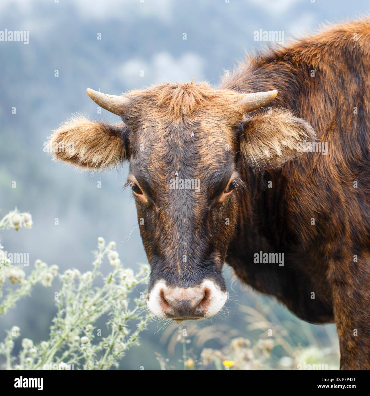 Porträt eines braunen Kuh Stockfoto