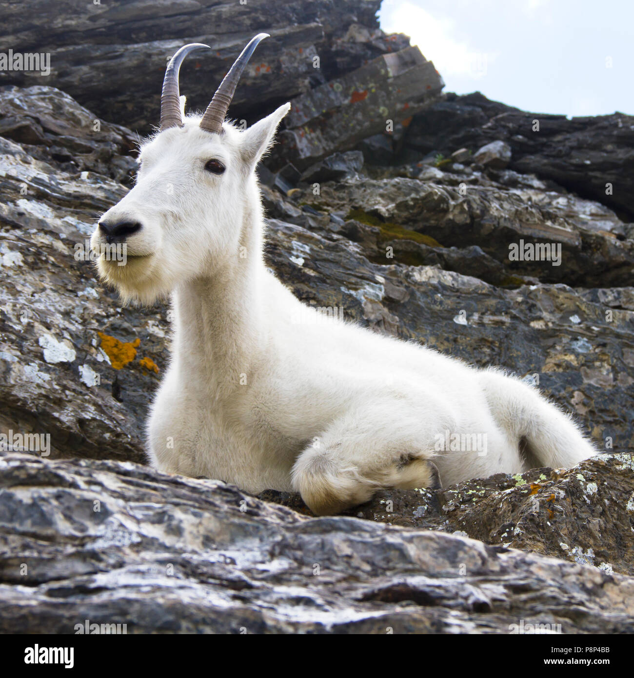 Bergziege Sitzt Stockfotos Und Bilder Kaufen Alamy
