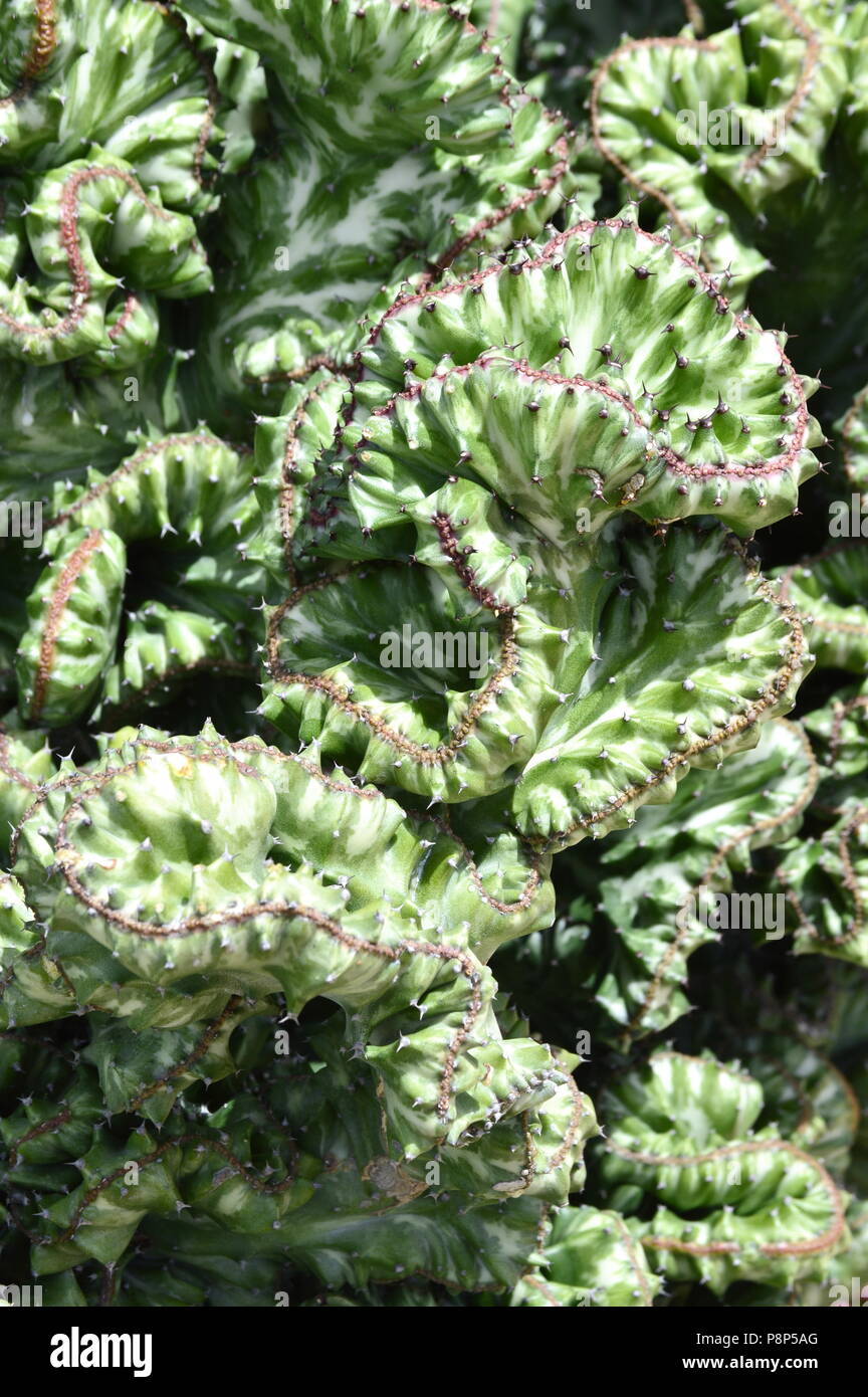 Trichocereus Pachanoi cristata Pflanze, Gehirn Kaktus Stockfotografie -  Alamy