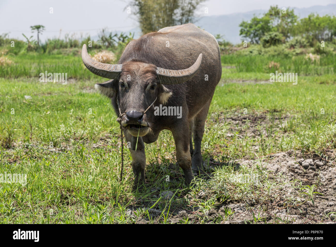 asiatischer Wasserbüffel (Bubalus bubalison), der auf einem Feld weidet, Nyaungshwe, Myanmar (Birma) Stockfoto