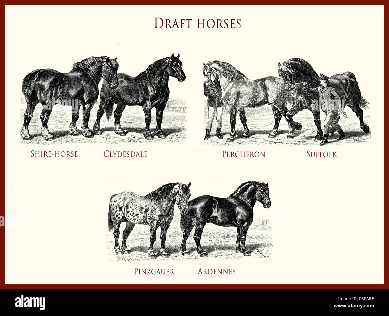 Vintage equestrian Illustration, leistungsstarke draft horse Portraits: Shire, Clydesdale, Percheron, Suffolk, Pinzgauer, Ardennen Stockfoto