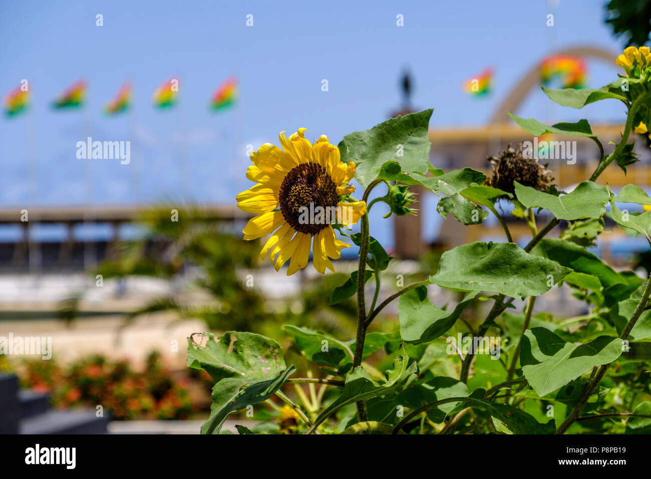 Konzentrieren Sie sich auf große, helle gelbe Sonnenblumen mit tye Flaggen von Independence Square Accra Ghana im Hintergrund Stockfoto