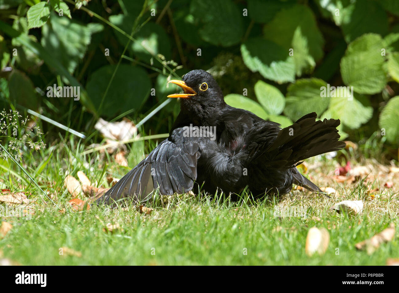 Amsel (Turdus Merula) Stockfoto