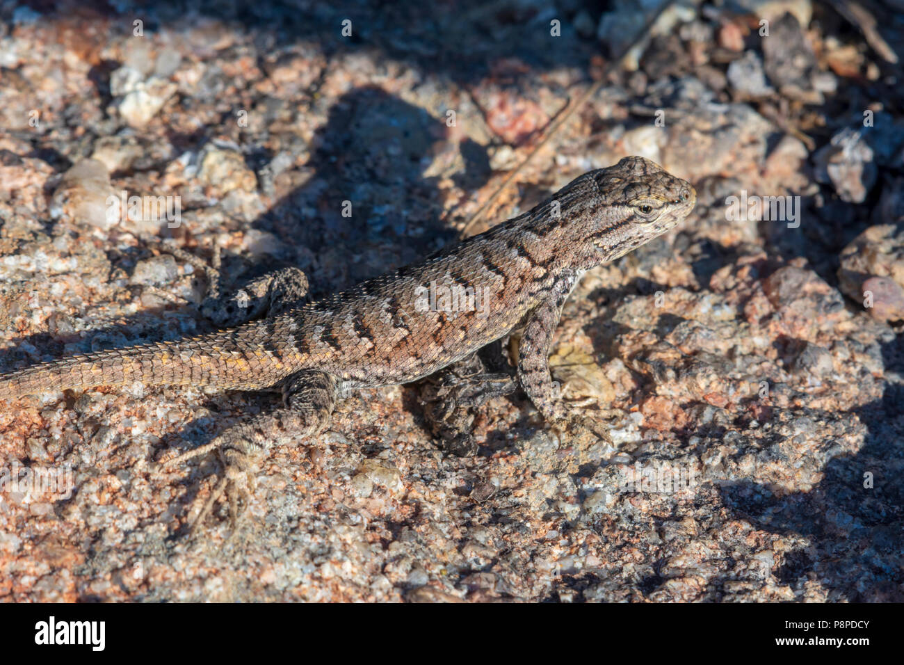 Plateau Lizard (Sceloporus undulatus), Gateway Mesa Open Space Park, auf Flechten bedeckt Rock, Castle Rock Colorado USA. Stockfoto