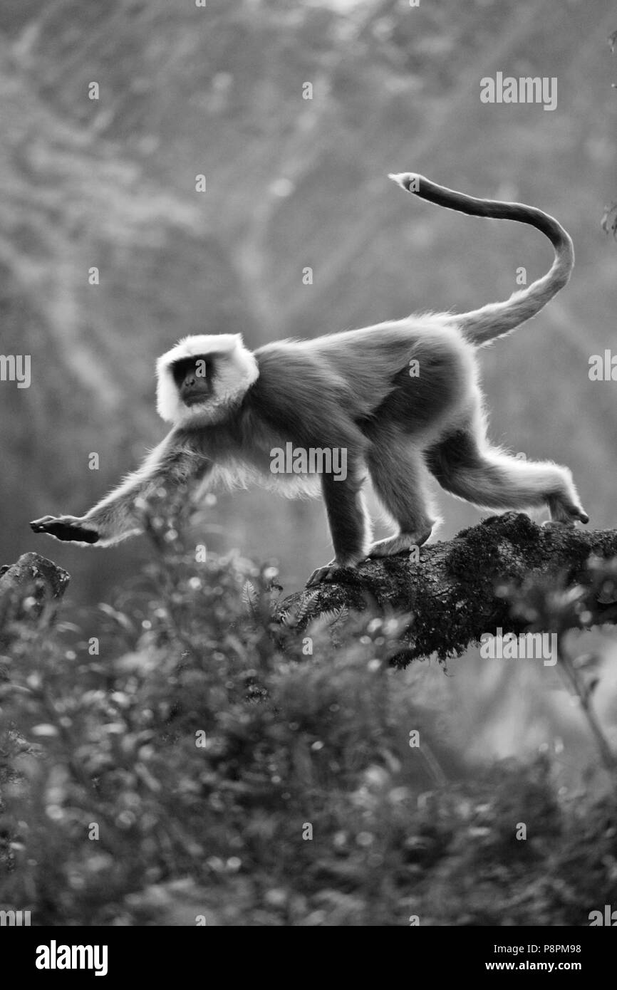 Ein grau-LANGUREN oder HANUMAN-LANGUREN (Semnopithecus Entellus) in einem Wald in NUPRI - um MANASLU TREK, NEPAL Stockfoto