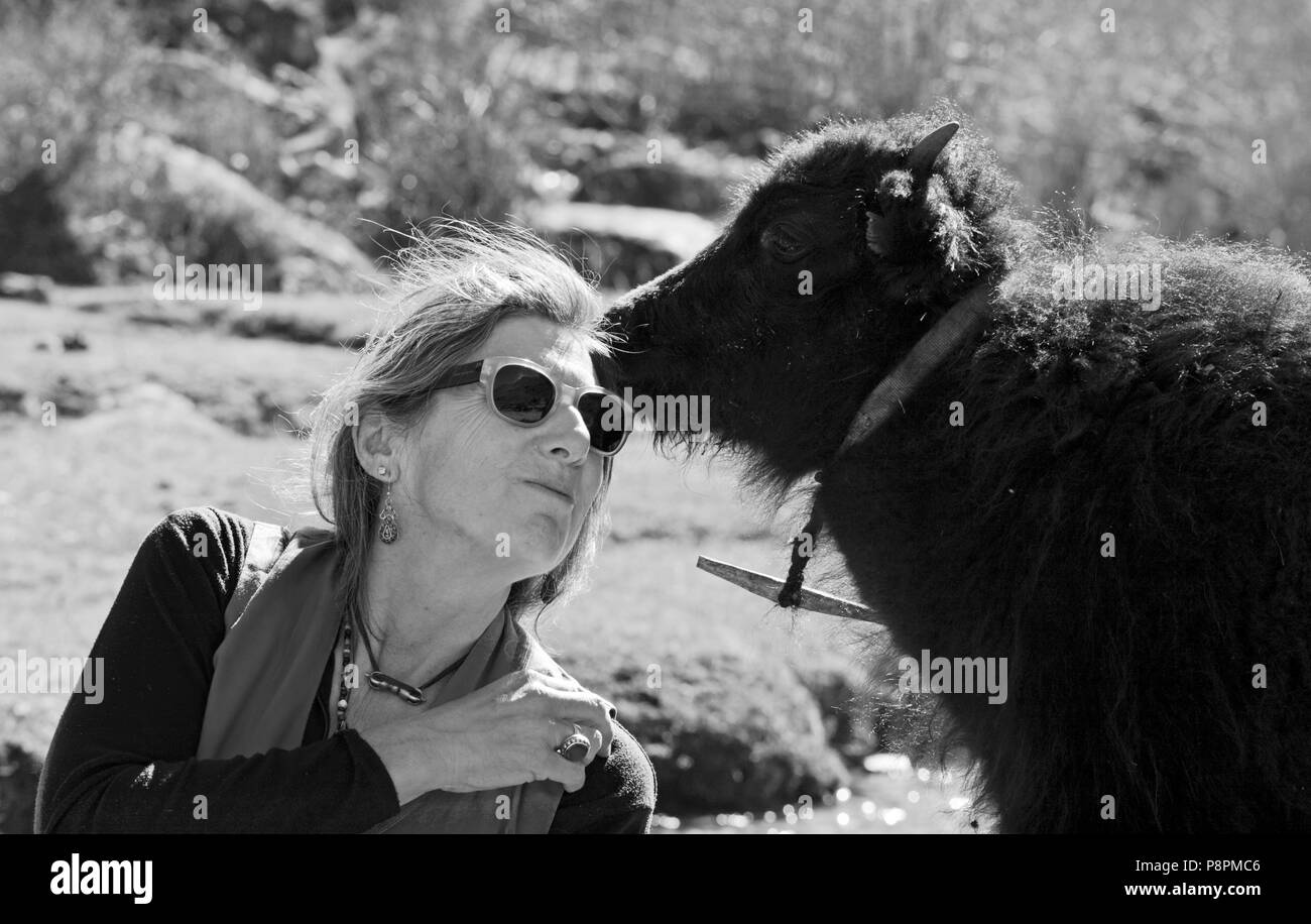 Ein TREKKER küsst ein Baby YAK in das Dorf SAMAGAUN auf der ganzen MANASLU Trekking - NUPRI REGION NEPALS Stockfoto