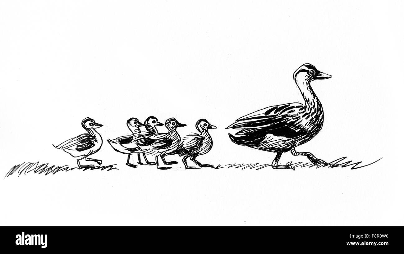 Ente mit ihren Babys. Tinte schwarz und weiß Abbildung: Stockfoto