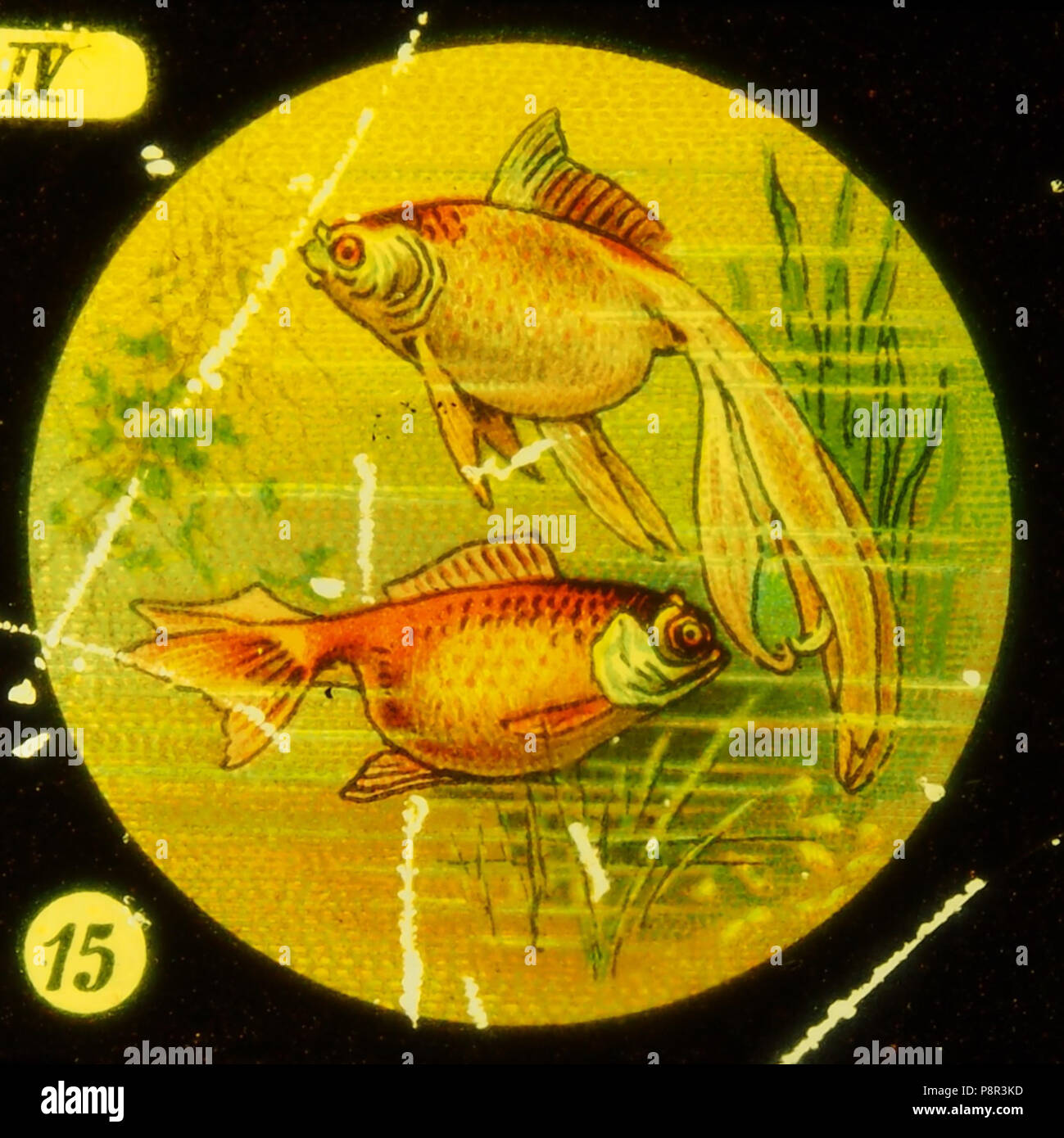 . 518 Sea Life Tafel IV Bild 15 Fisch Stockfoto