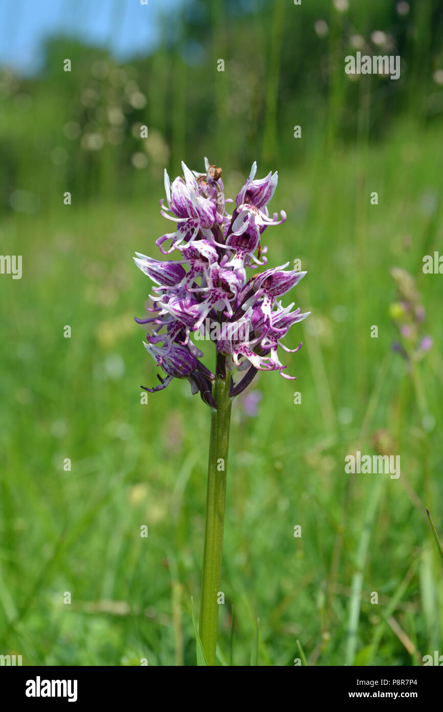 Affe-Orchidee Stockfoto