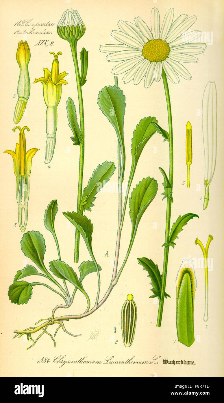 . 336 Abbildung: Chrysanthemum leucanthemum 0 Stockfoto