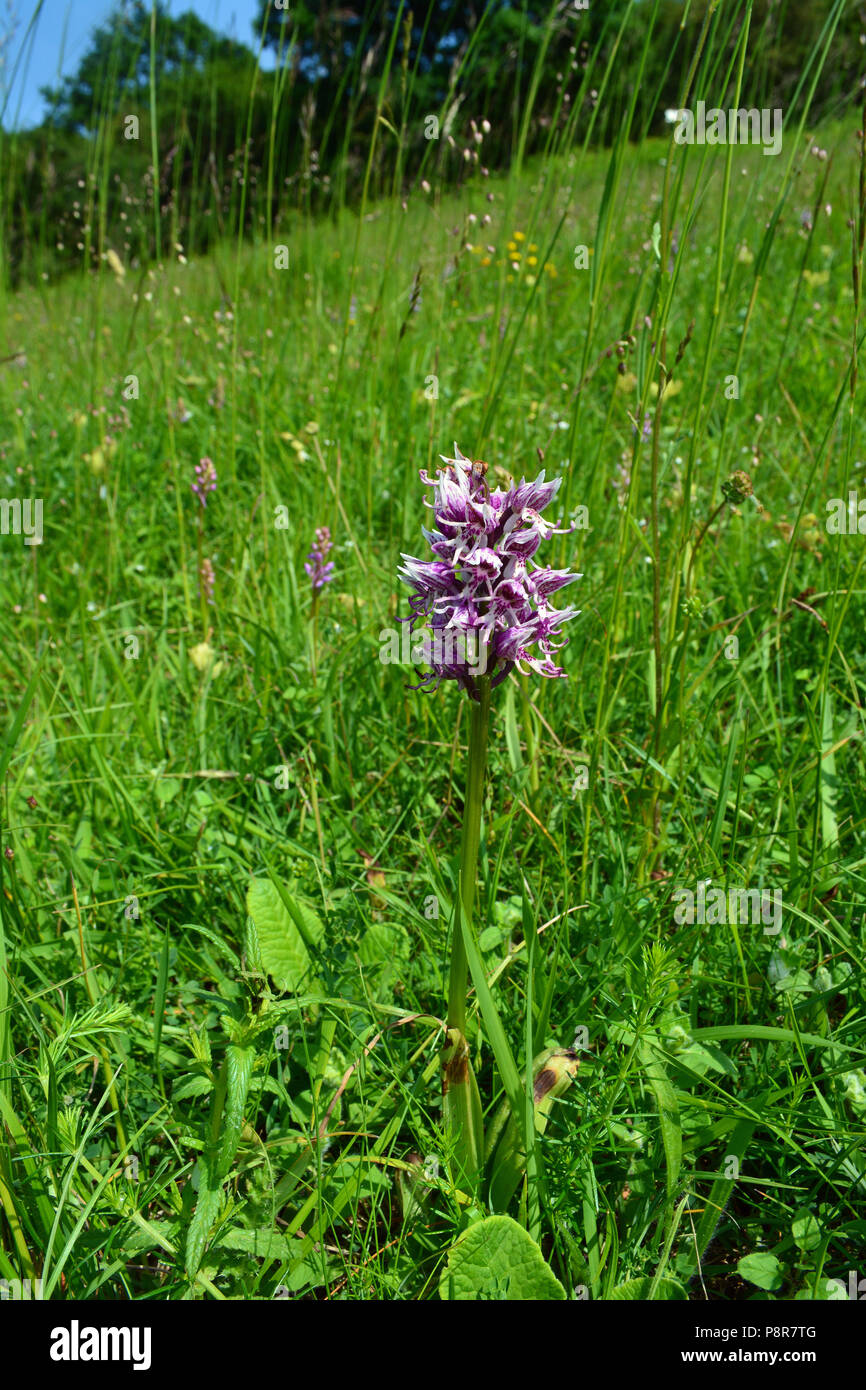 Affe-Orchidee Stockfoto