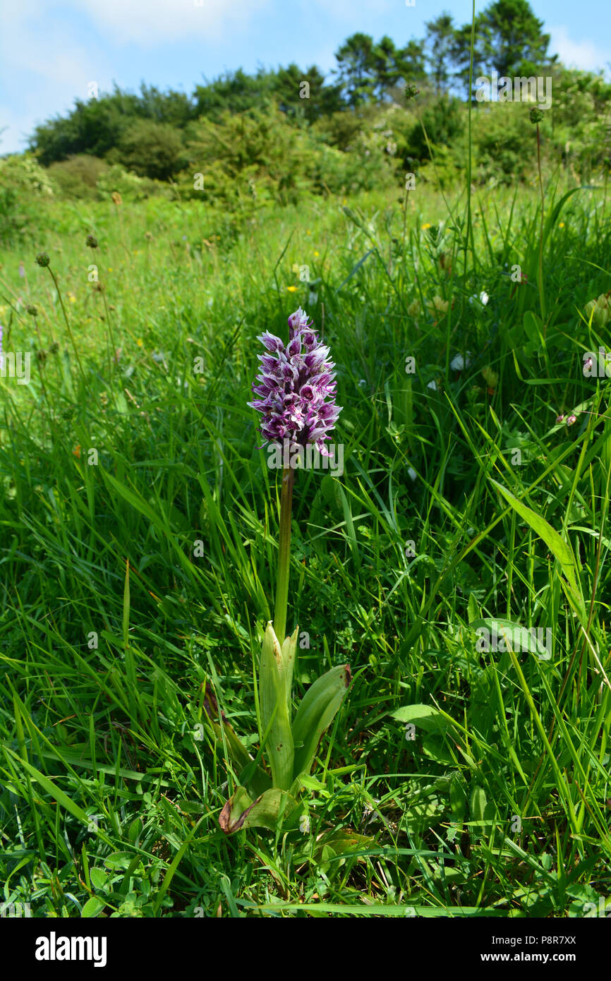 Affe-Orchidee Stockfoto