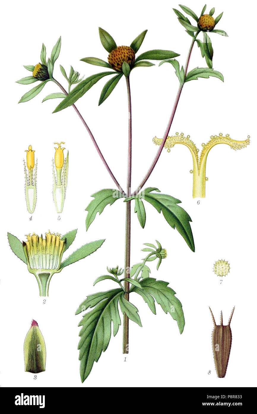 Billeder af Nordens Flora. v.1 København, G.E.C. Der Gad forlag, 1917-1927. Http://biodiversitylibrary.org/item/39907 59 Bidens tripartita Billeder af Nordens Flora Stockfoto