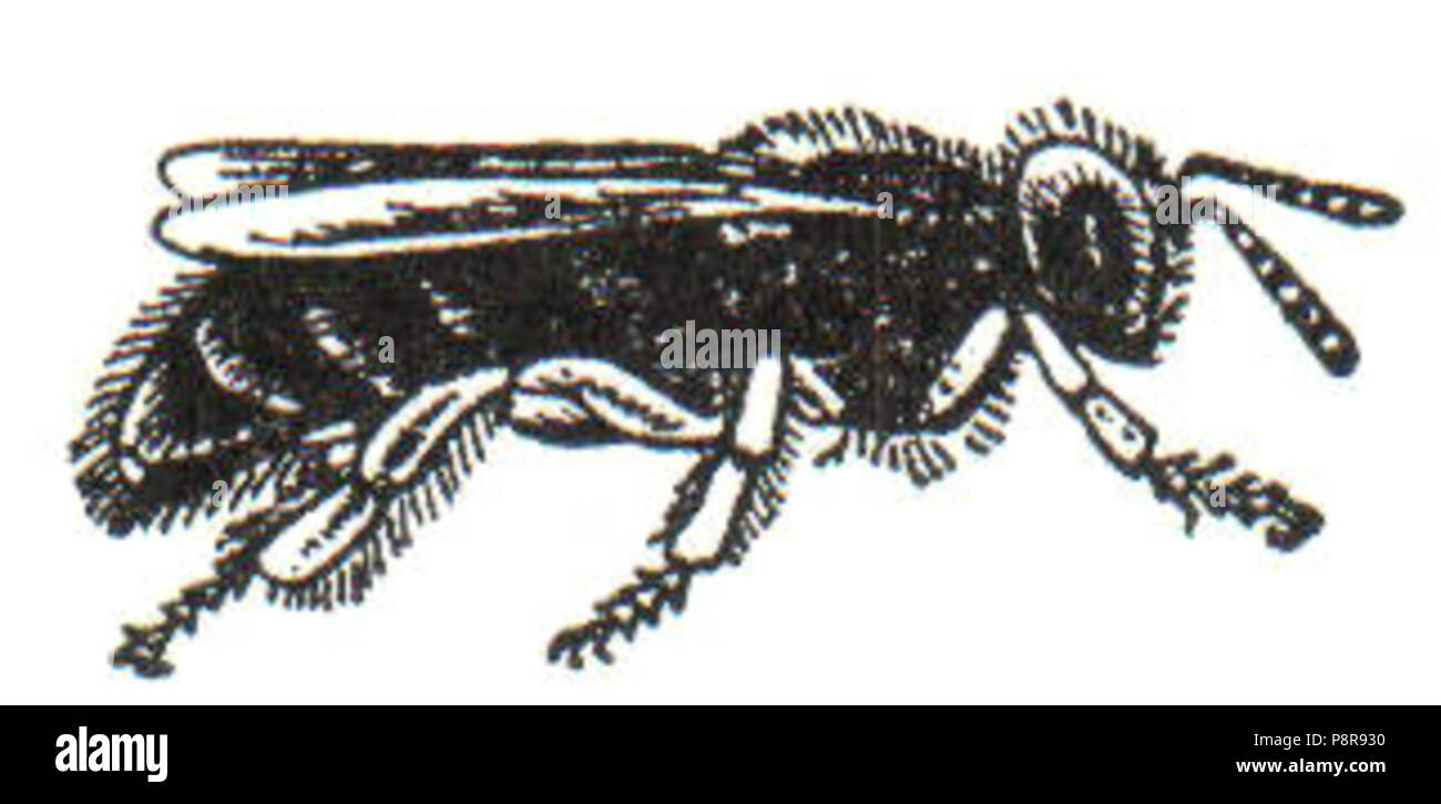 . 439 NSRW Arbeitsbiene Stockfoto