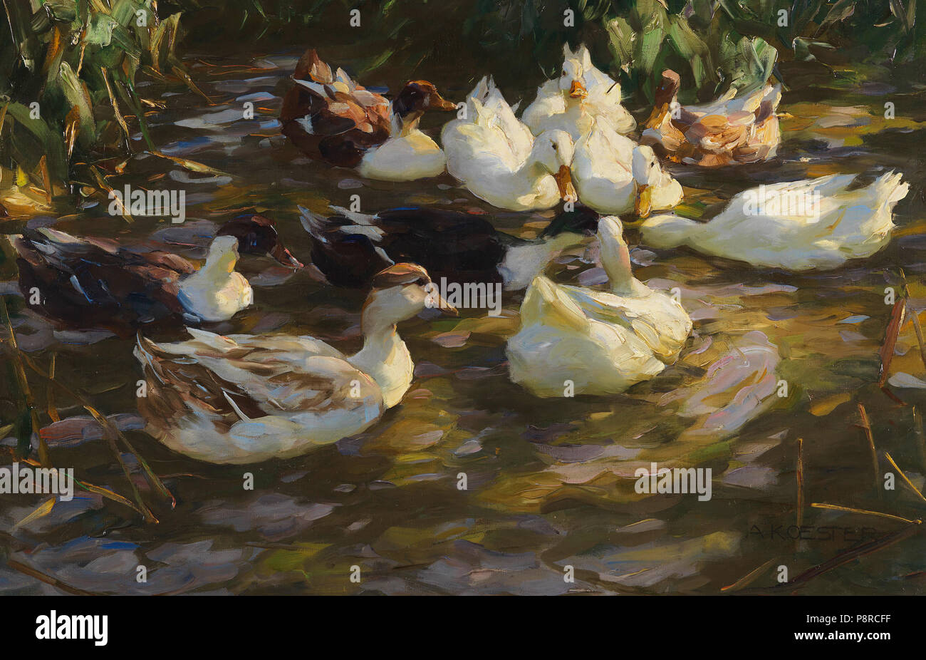 . 33 Alexander Koester Enten im Teich Stockfoto