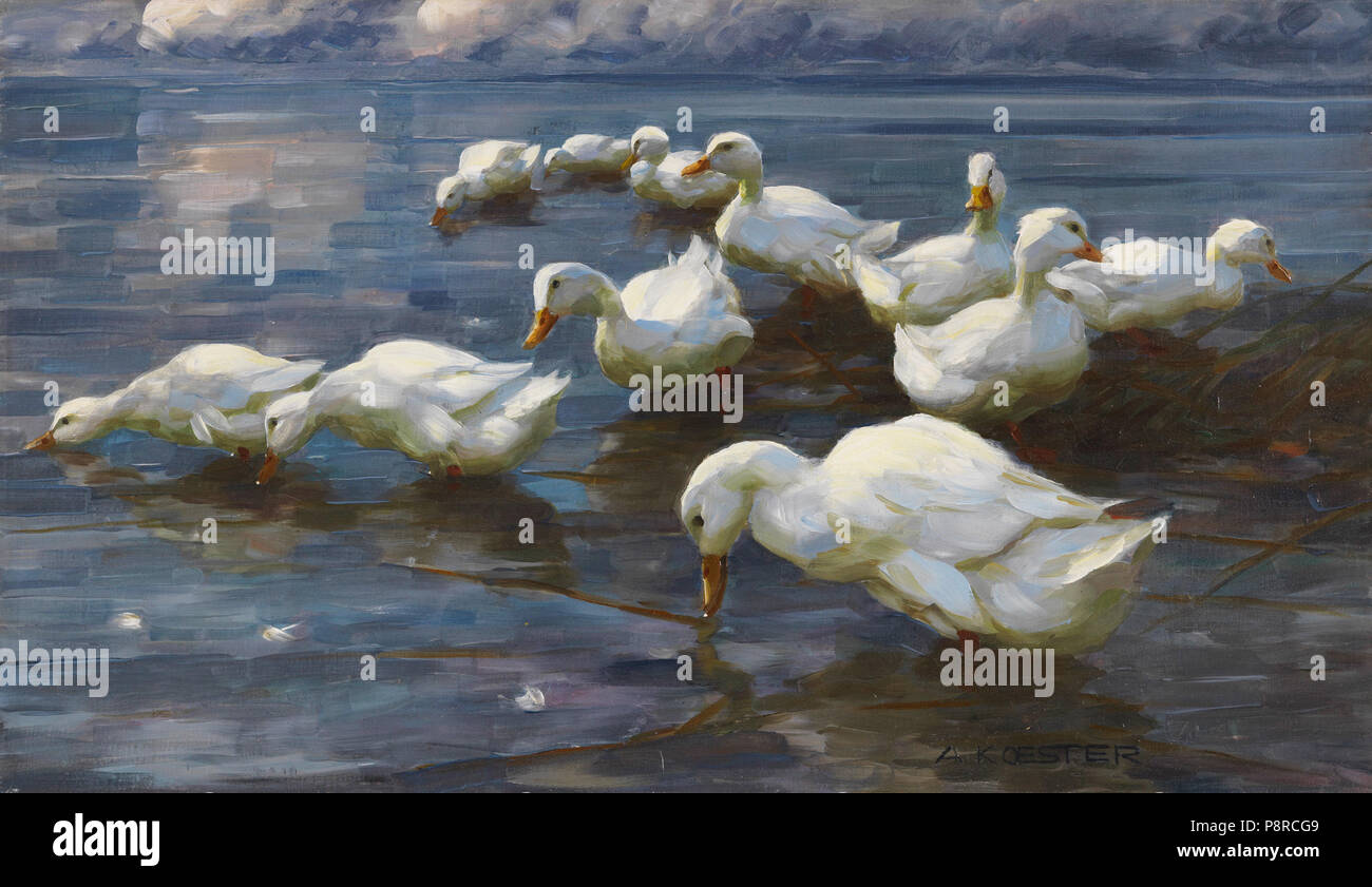 . 33 Alexander Koester Enten am Seeufer Stockfoto