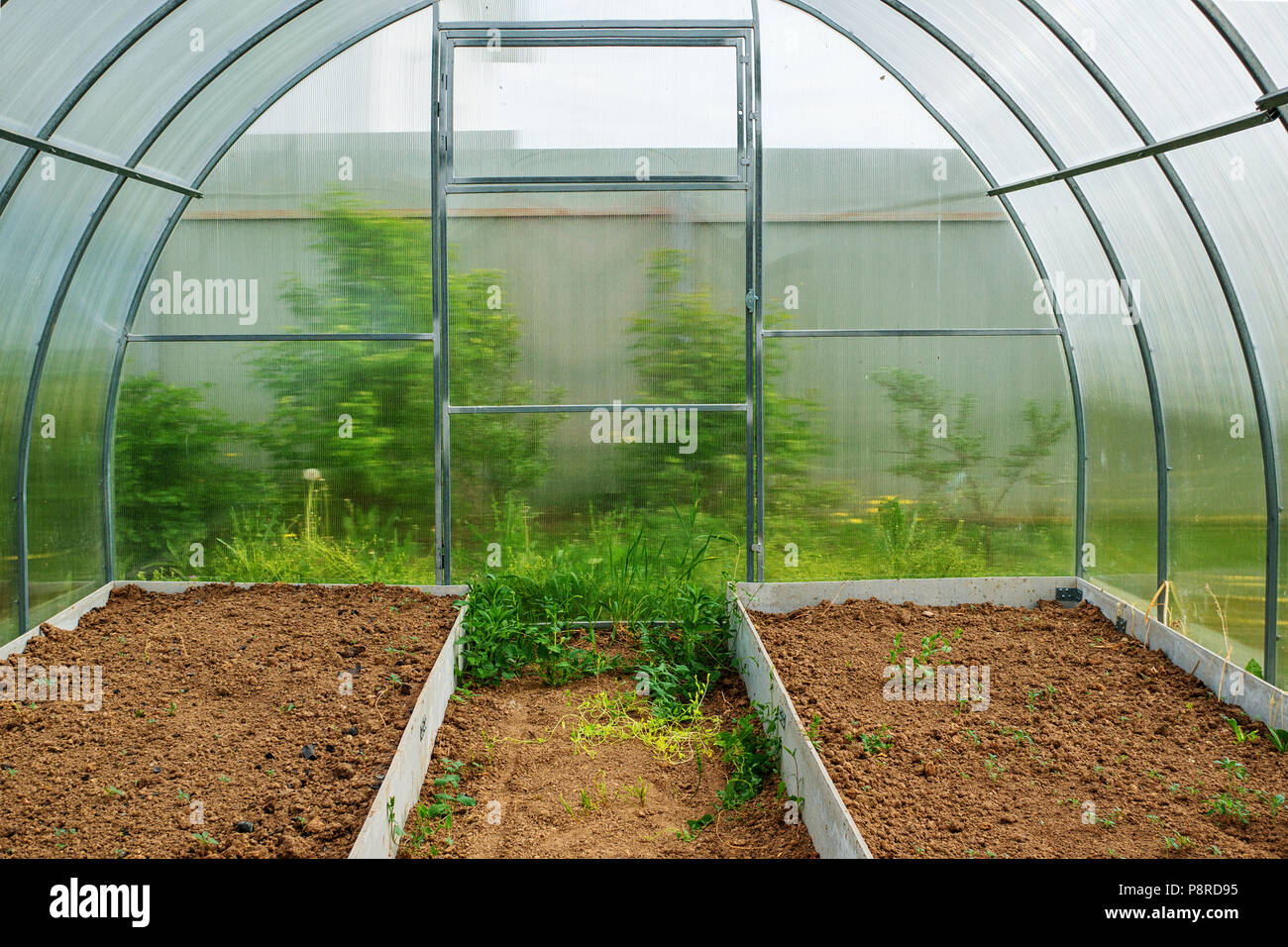 Wachsendes Gemüse in einem Gewächshaus im Land. Hohe Garten für die Anpflanzung von Gemüse. Stockfoto