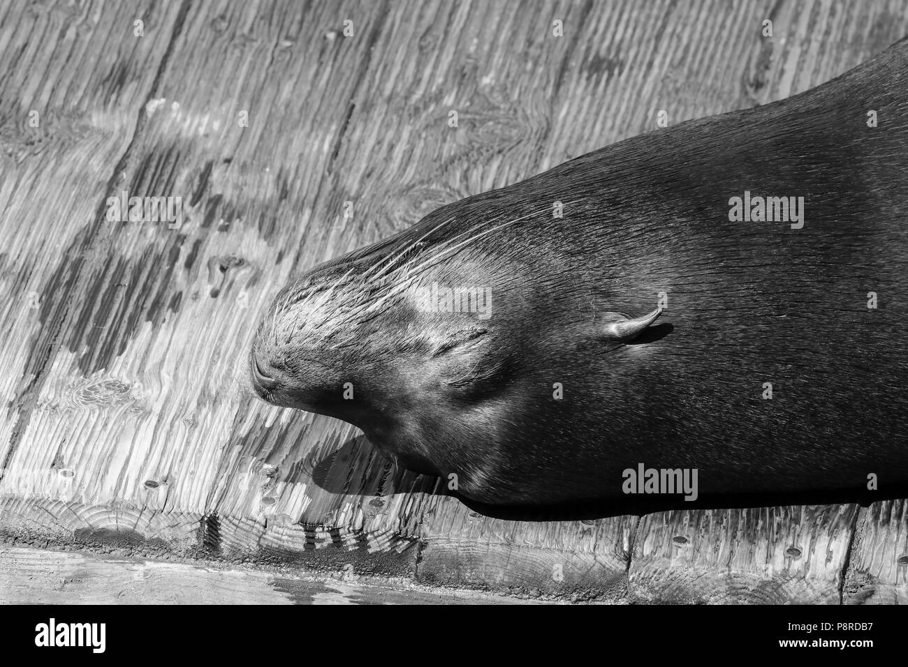 Ein sea lion liegt träge auf einem Floß und badet in der Sonne. Seelöwen San Francisco am Pier 39, Fisherman's Wharf hat eine große Touristenattraktion geworden. Stockfoto