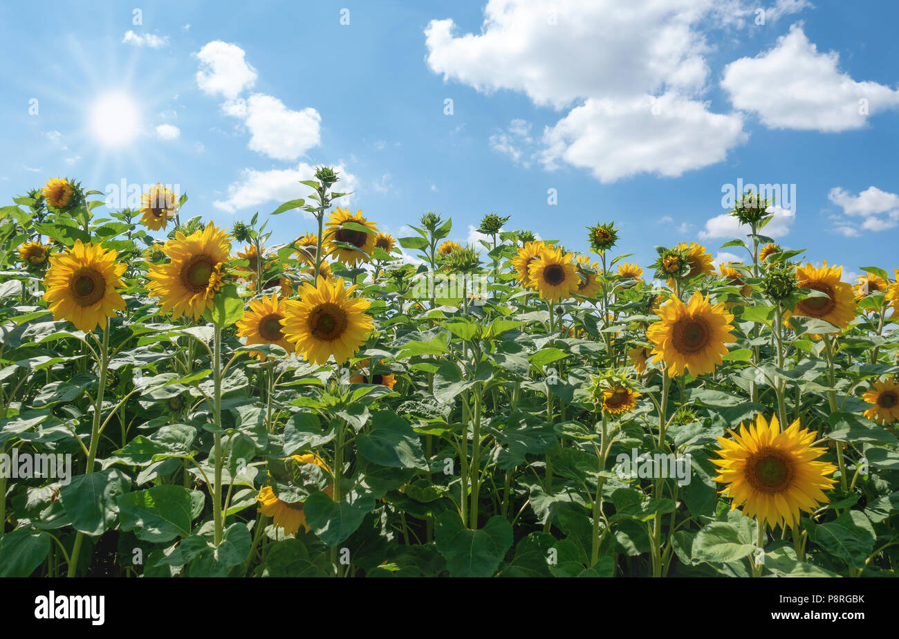 Sonnenblumen in der Sonne Stockfoto