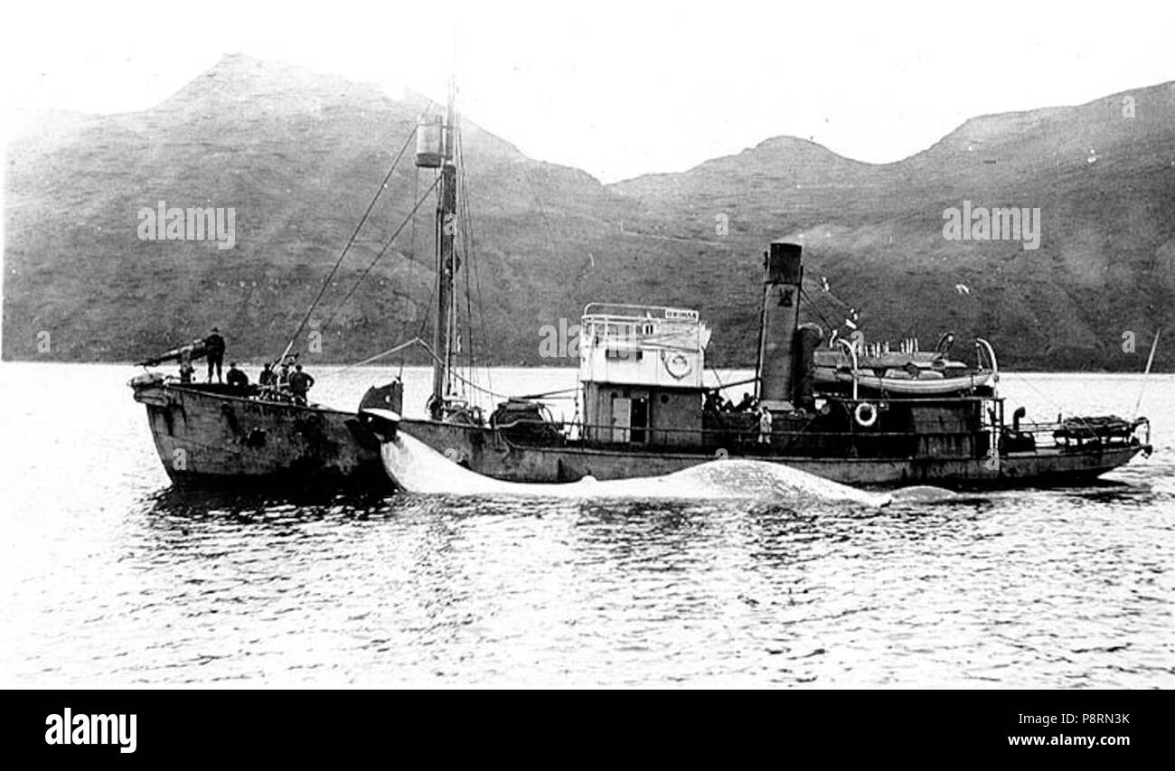 . 35 Amerikanische Pazifischen Meer Produkte Co whaler UNIMAK ein Wal abschleppen, Alaska, ca 1915 (COBB 78) Stockfoto