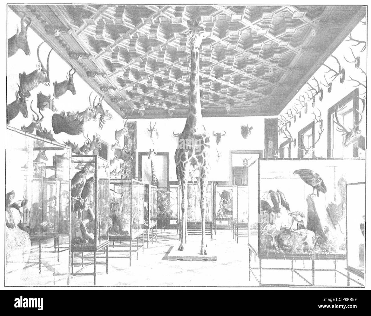 445 Palacio de Los Duques de Medinaceli, Museo de cinegético Campúa, La Esfera, 14-03-1914 Stockfoto