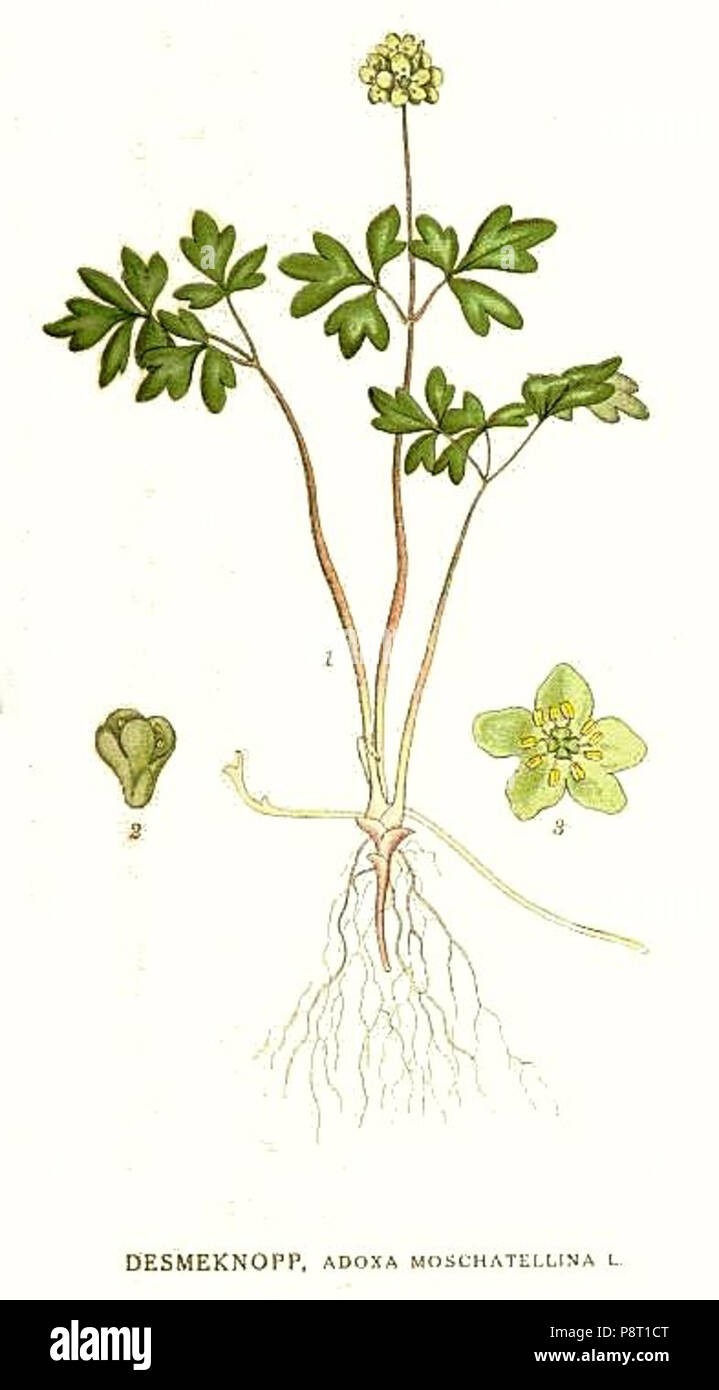 . 23 64 Adoxa moschatellina Stockfoto