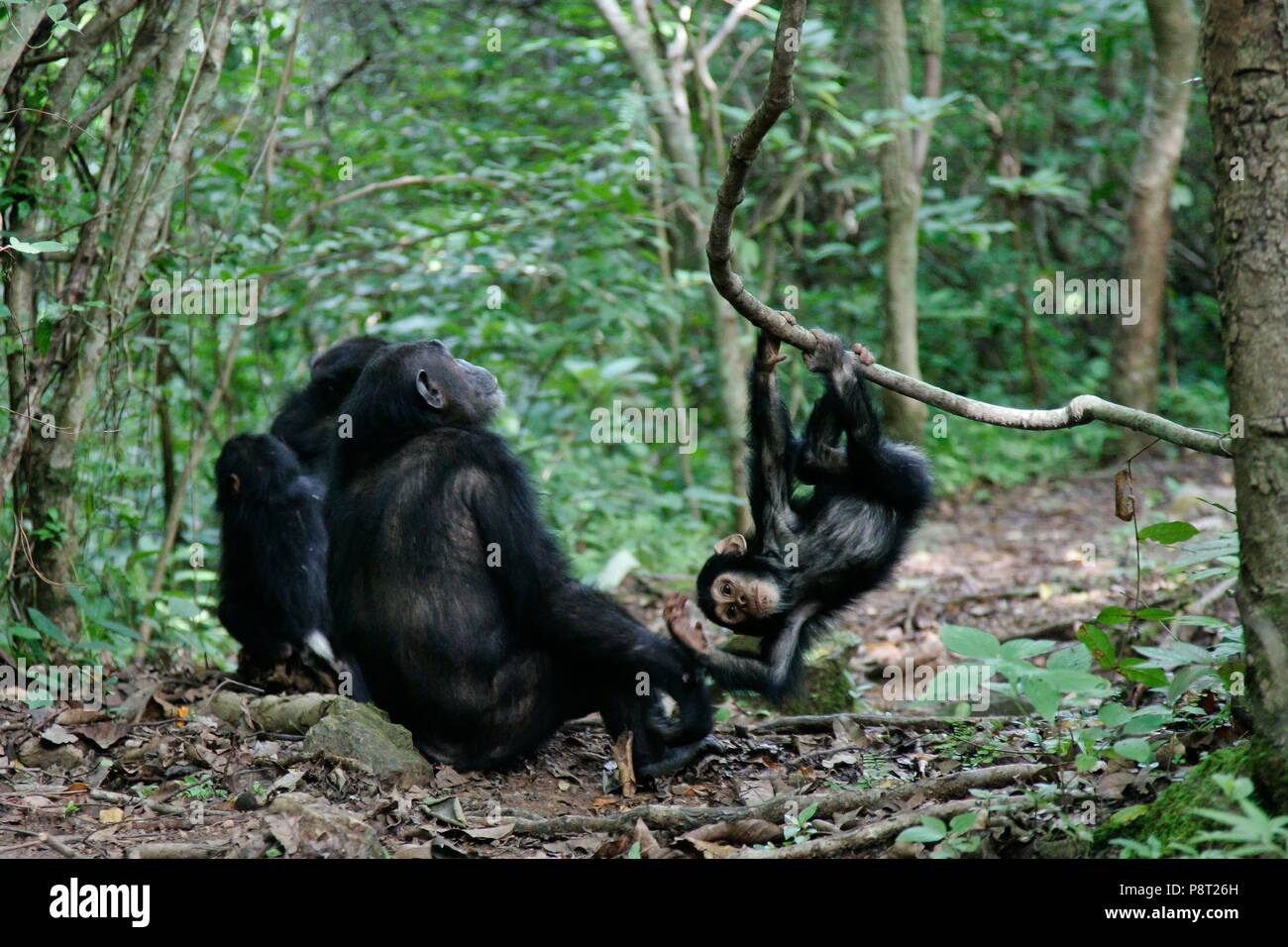 Östliche Schimpanse (Pan troglodytes schweinfurthii) Mutter mit dem Spielen der Junge in einem Baum, Gombe Stream Nationalpark, Tansania | Verwendung weltweit Stockfoto