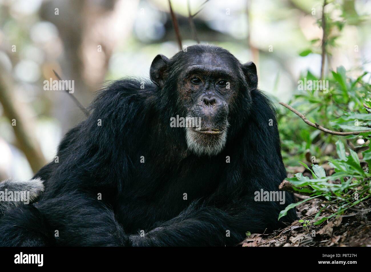 Östliche Schimpanse (Pan troglodytes schweinfurthii), Stecker, Nahaufnahme, Gombe Stream Nationalpark, Tansania | Verwendung weltweit Stockfoto